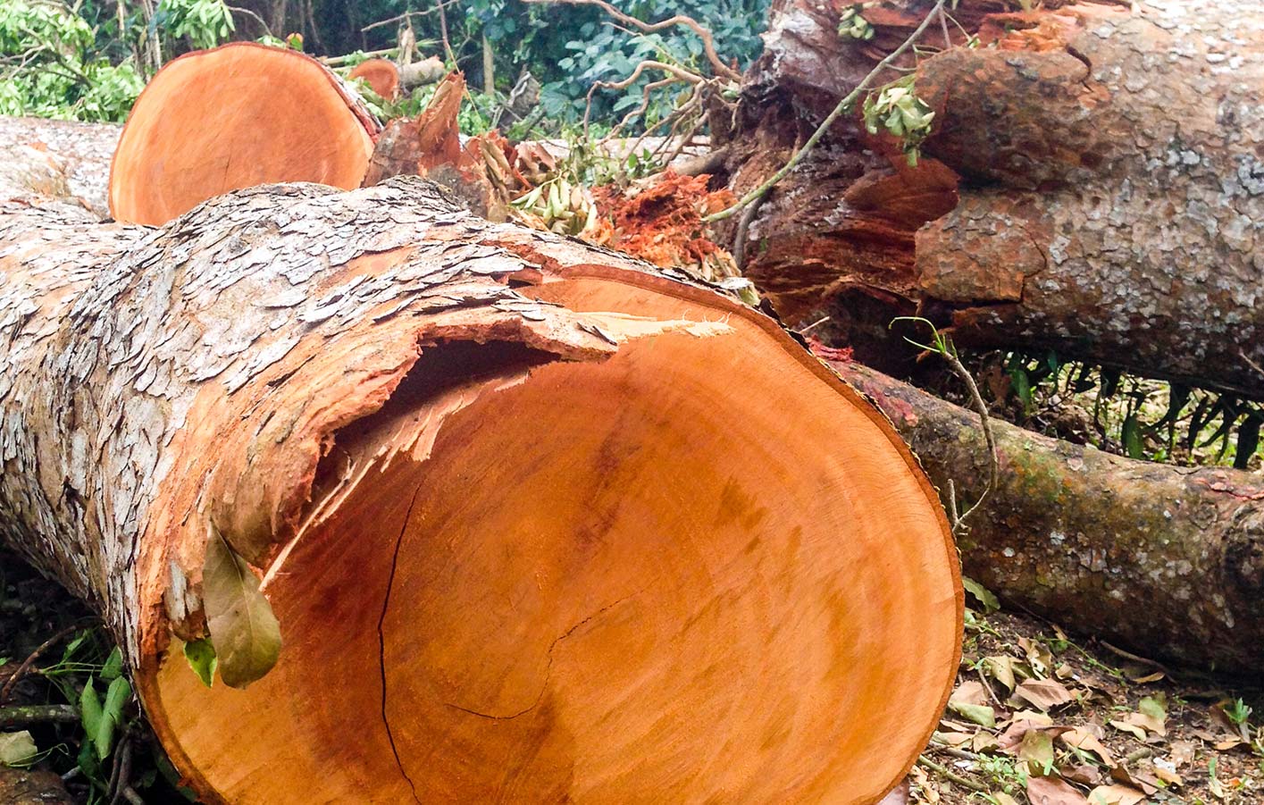 Umweltschutz und der Regenwald - sollte ich Tropenhölzer kaufen? Nahaufnahme abgesägter Baum im Regenwald
